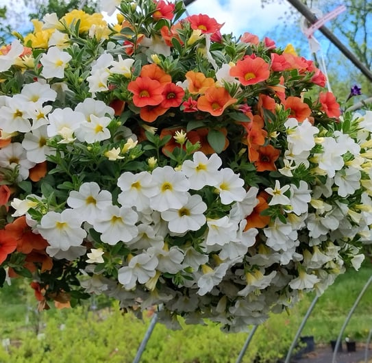 million bells/calibrachoa hanging basket