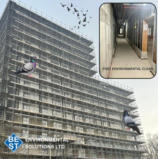 bird guano removal Essex