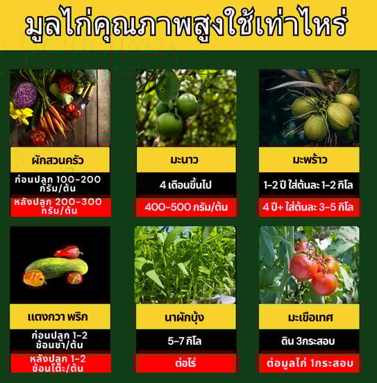 ปริมาณการใช้มูลไก่คุณหญิง