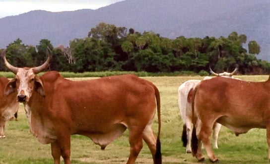 Picture of Brahman x.