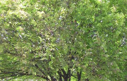 Golden Elm partly defoliated by elm leaf beetle