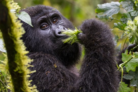 Gorila de montaña en Uganda