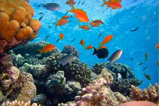 Arrecife de coral