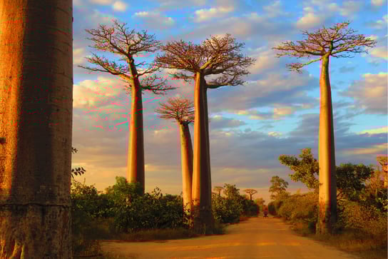 Baobabs en Madagascar