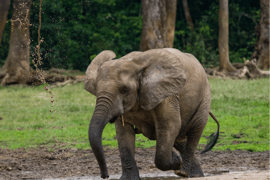 Bebé elefante en el Parque Nacional Dzanga-Sangha, República Centroafricana