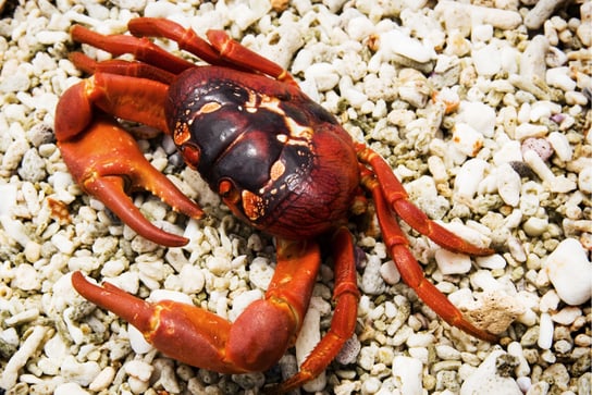 Cangrejo rojo en Isla de Navidad