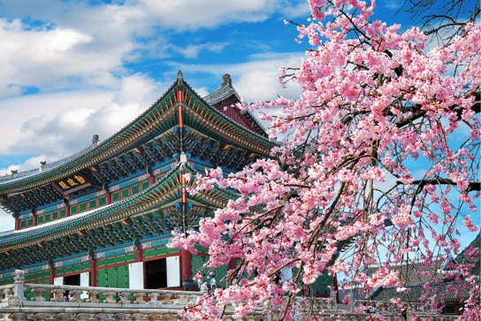 Flores de cerezo en Corea del Sur
