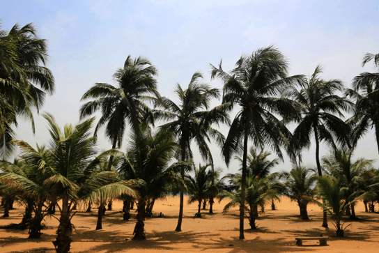 Palmeral de Grove Lome, Togo