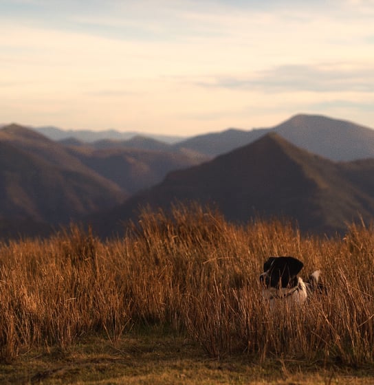 Photo d'un chien caché dans les hautes herbes avec les montages en arrière plan.