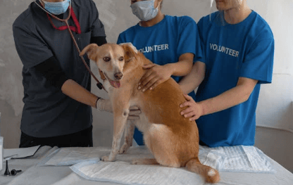 allergies sur chien