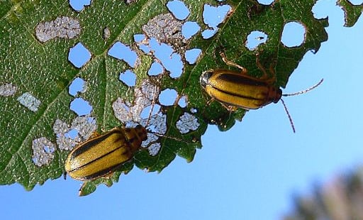 elm leaf beetles eating leaf