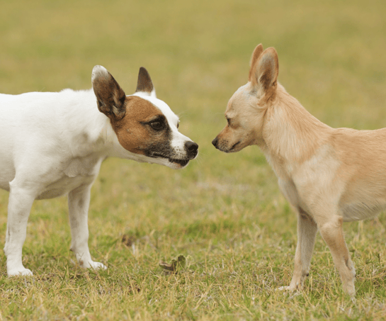 Zwei Hunde begegnen sich beim Social Walk – entspanntes Üben sozialer Situationen bei Takoda