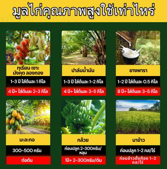 ปริมาณการใช้มูลไก่คุณหญิง