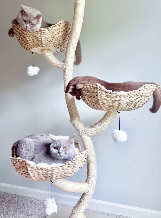 TICA-registered cinnamon British Shorthair from ethical breeder in Georgia