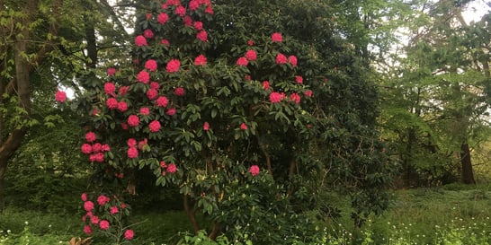  Rhododendron bush