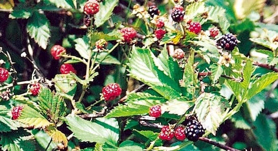 Blackberry Management - Blackberry Spraying