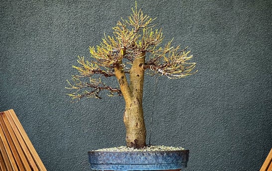defoliated ficus bonsai tree by Colin Purcell 