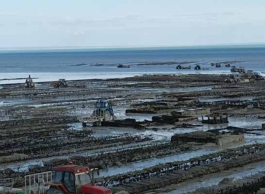 Oyster beds exposed