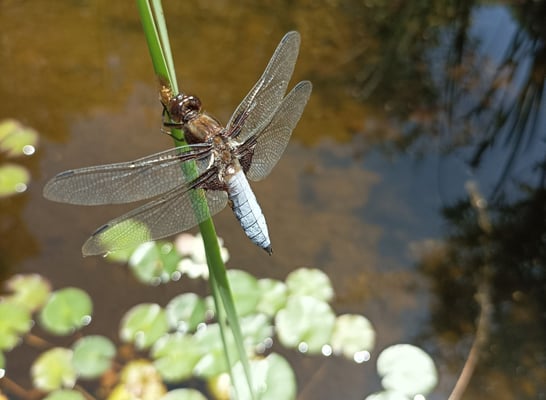 A dragonfly with its eggs