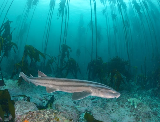 requins pyjama sur un fond de sable, mer dans les couleurs bleues vertes, des grandes algues au fond