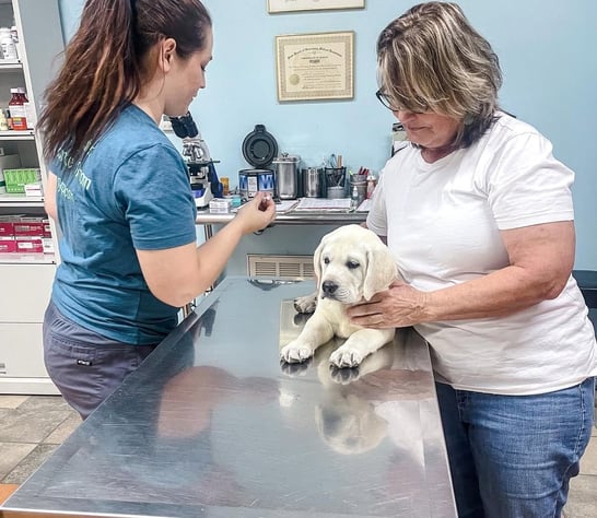puppies for sale in usa