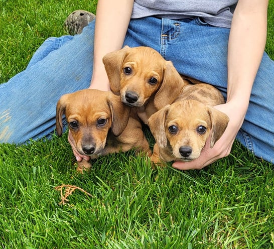Puppies for Sale