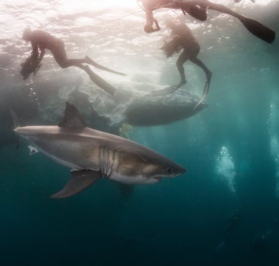 un requin blanc de profil avec des plongeurs à la surface une mer verte illuminée par le soleil