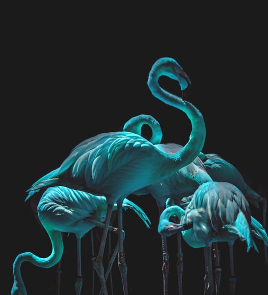 Eine Gruppe blauer Flamingos