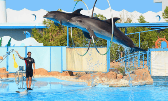 Dolphin performing tricks at Dolphin World Hurghada outdoor delphinarium