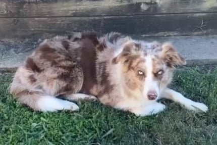 tri chocolate merle 
