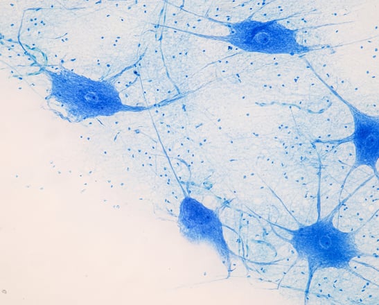 Image of synapses
