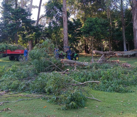 reflorestamento ambiental