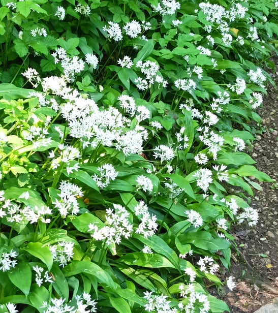 A bank of wild garlic, Mumbles, Wales.