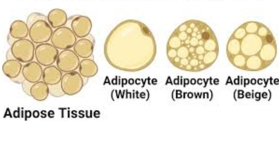 Brown Fat: Energy, Cold, Fasting, and Diseases