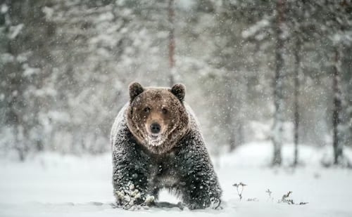 a bear bear in the snow