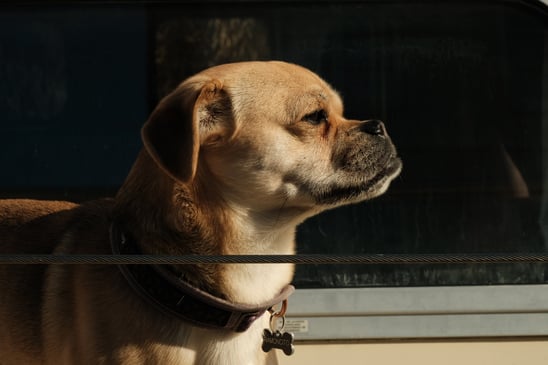 a dog is looking out the window of a boat | Sailing in Norway with our little dog