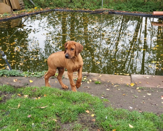 rhodesian ridgeback puppy niedersachsen