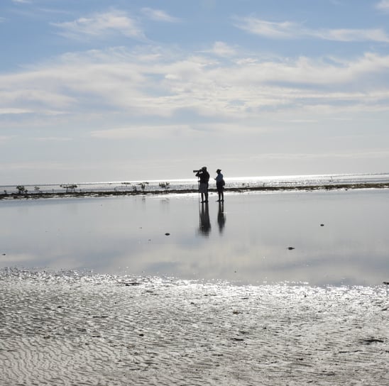 birding the bahamas flats