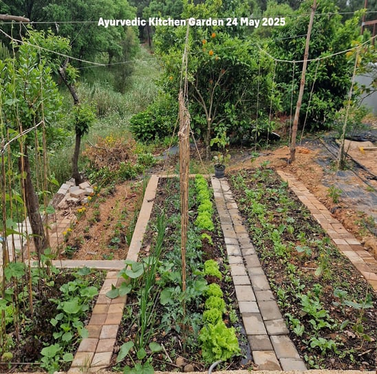 Ayurvedic Kitchen Garden