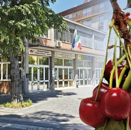 a bunch of cherries hanging from a tree