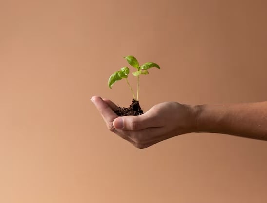 a person holding a plant in their hands