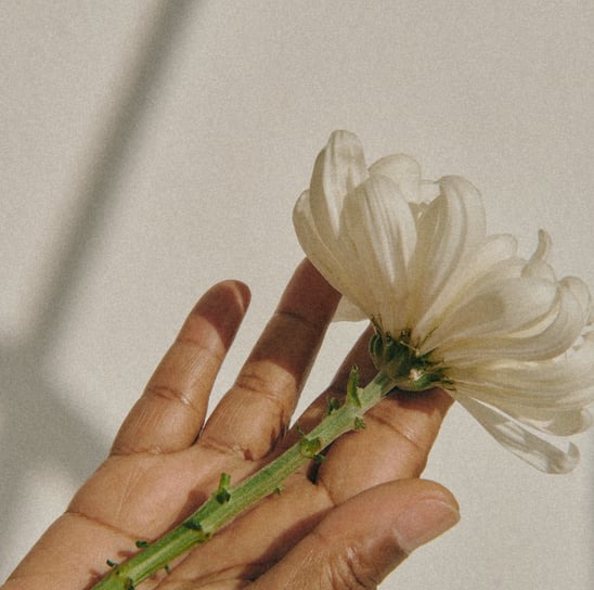 Mano di donna con pelle scura che tiene delicatamente un fiore bianco, fotografata in luce morbida