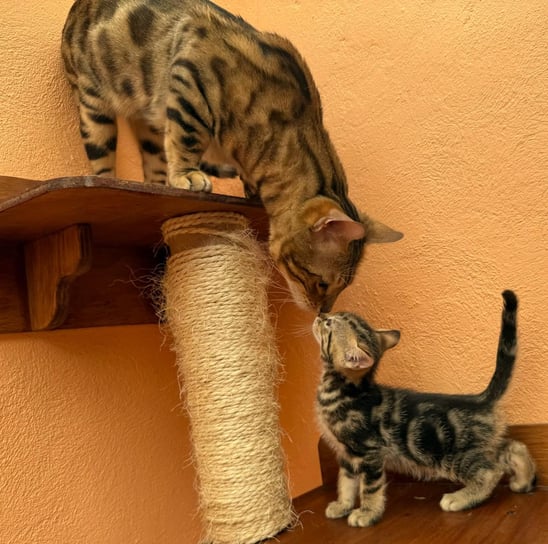 gatos con pedigree