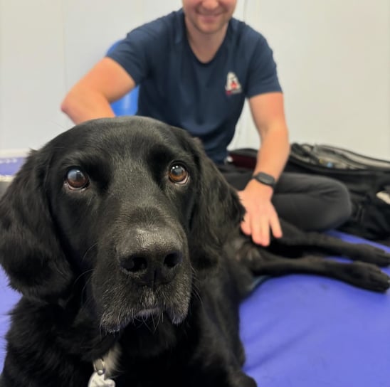 Labrador receiving physiotherapy