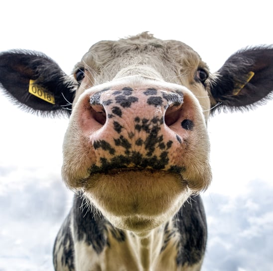 Close-up of a cow with ear markings in a pasture.