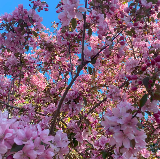 flowering pink crabapple on a sunny day in Edmonton