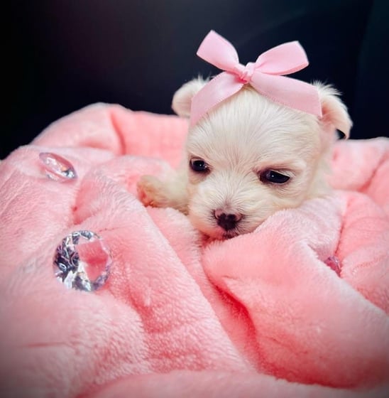 a small white Maltese puppy in a pink blanket