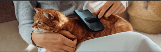 Conseils pour prendre soin de vos animaux de compagnie