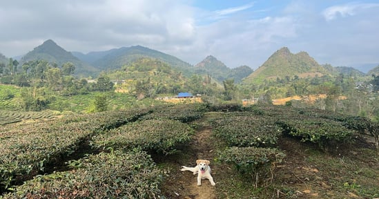 Tea plantation Lai Chau North Vietnam