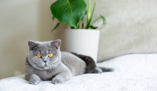 Blue British Shorthair kitten with round face and plush coat